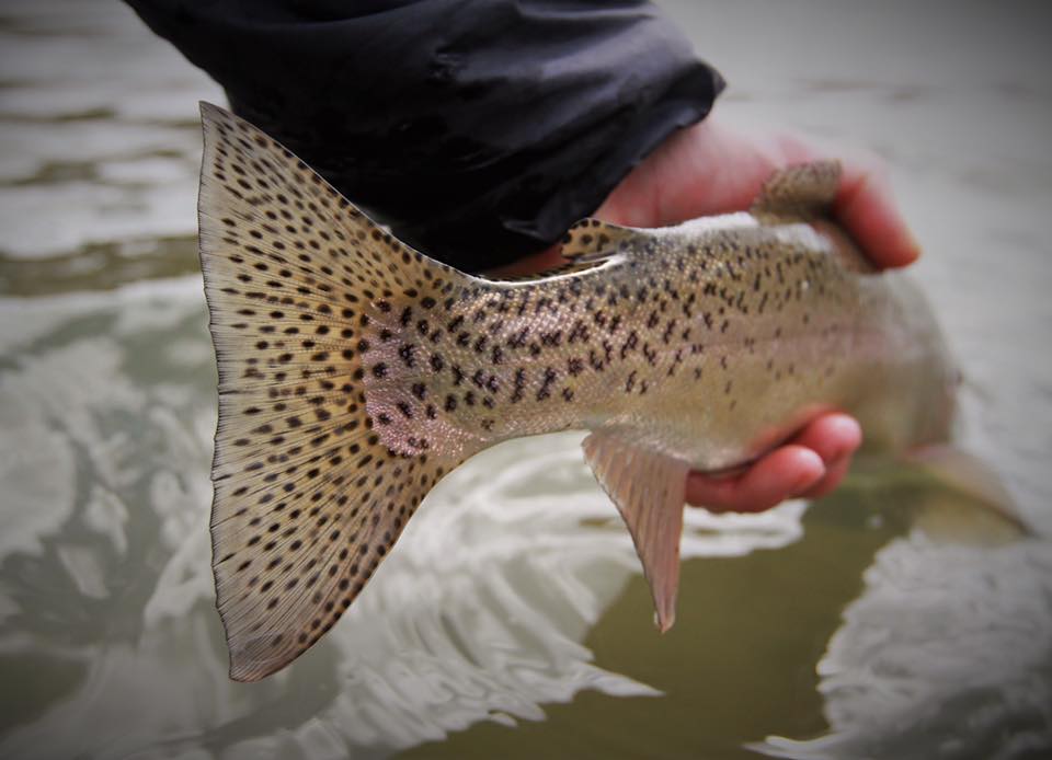 Firehole Ranch photo 8