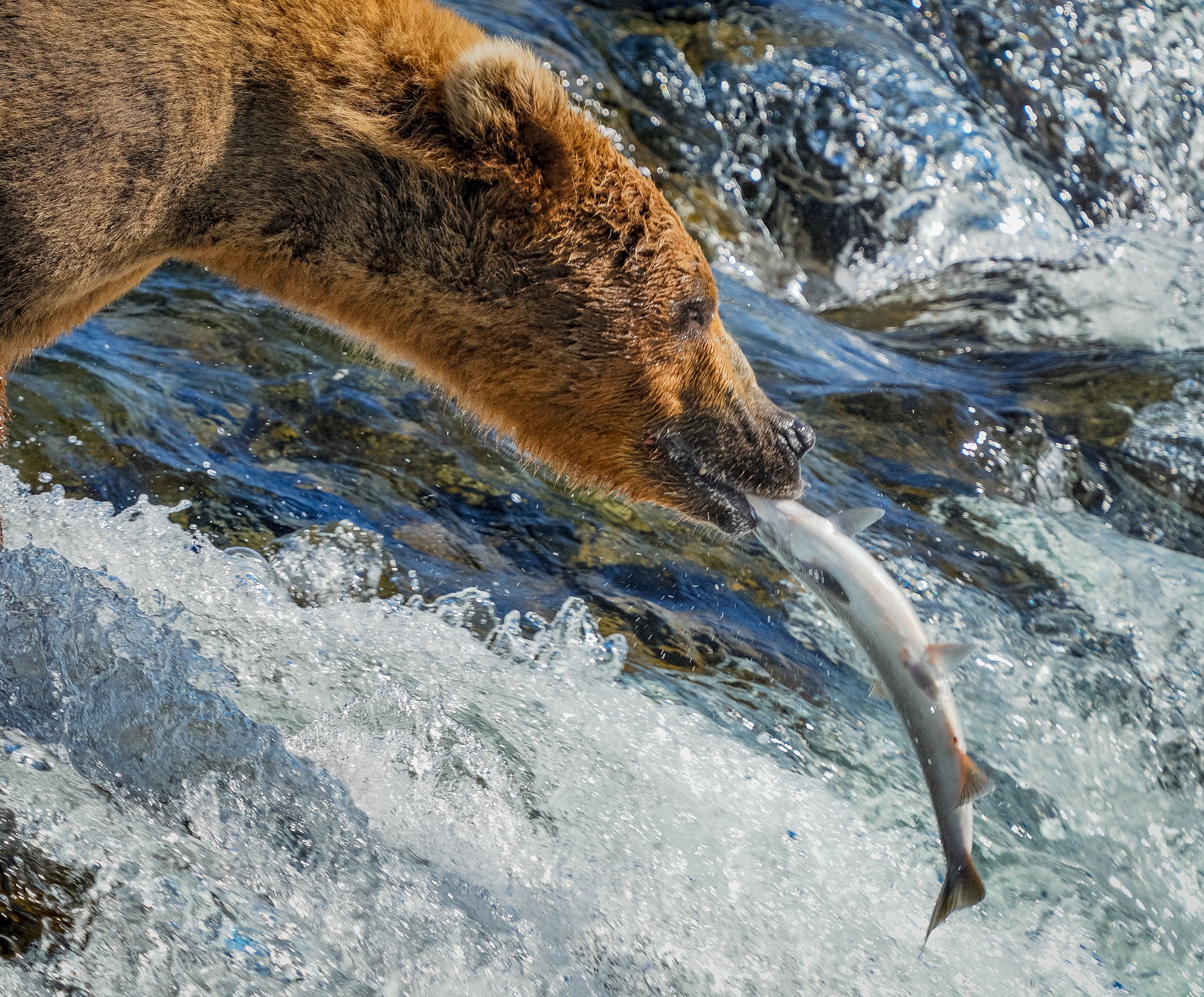 Alaska Rainbow Lodge photo 4
