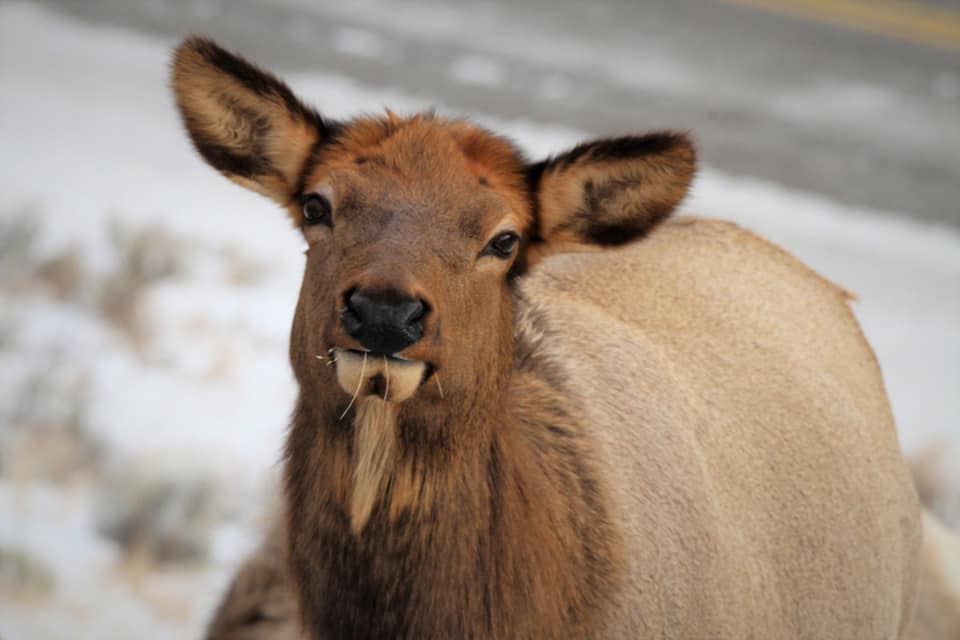 Firehole Ranch photo 7