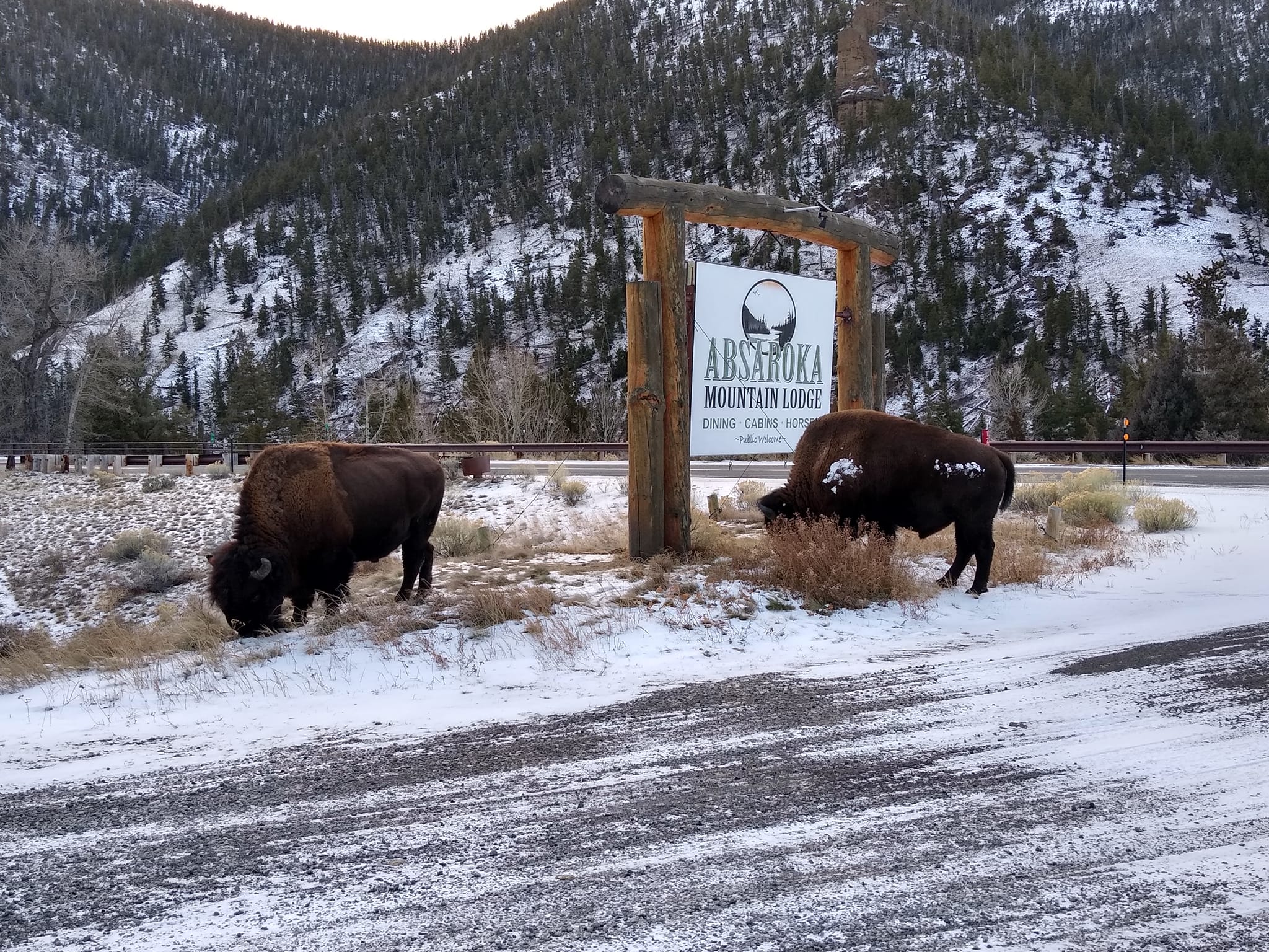 Absaroka Mountain Lodge photo 2