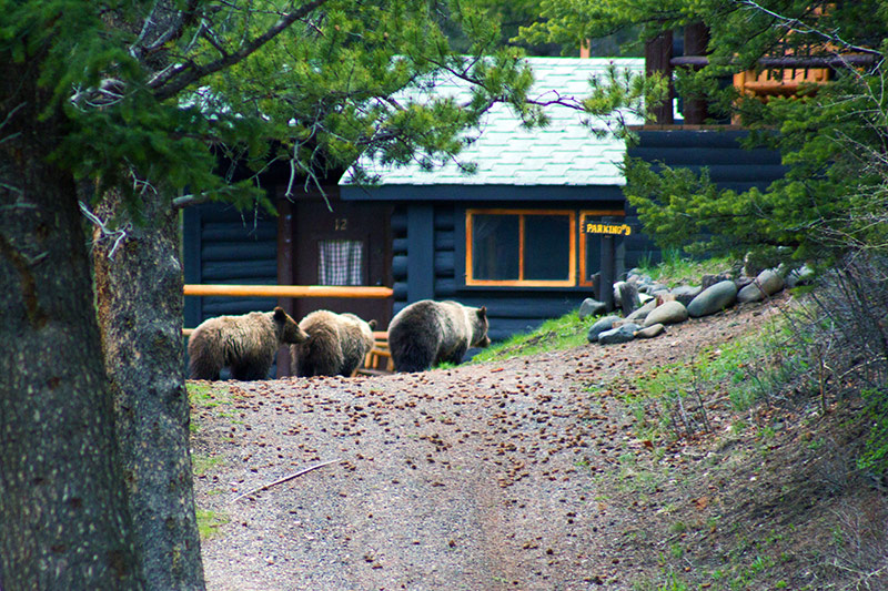 Absaroka Mountain Lodge photo 3