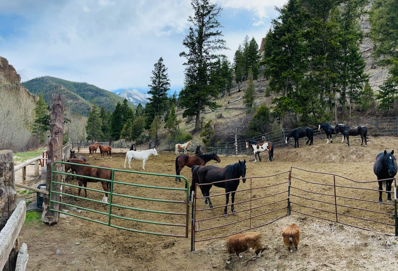 Absaroka Mountain Lodge photo 4