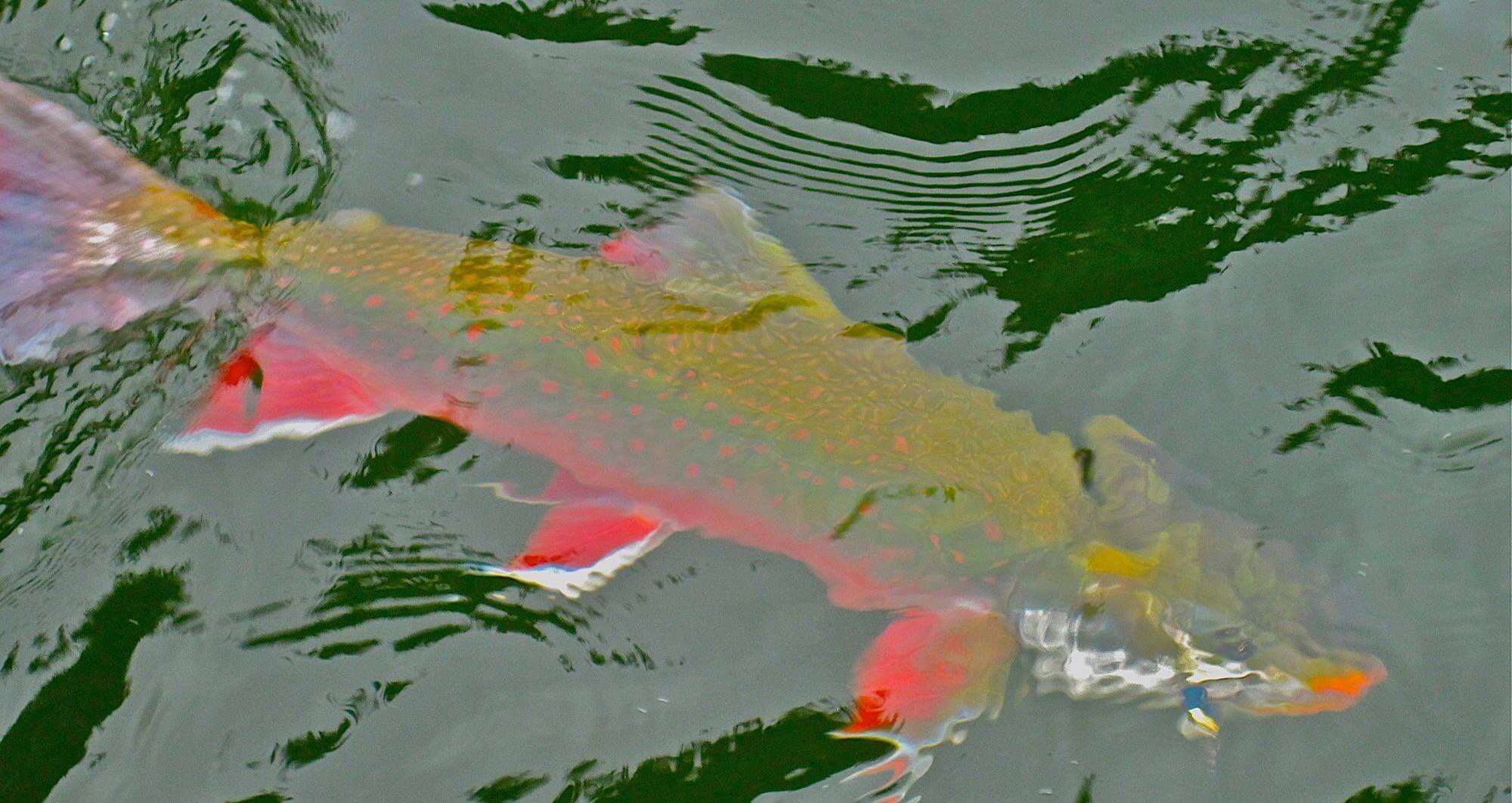 Alaskan Adventures photo 9
