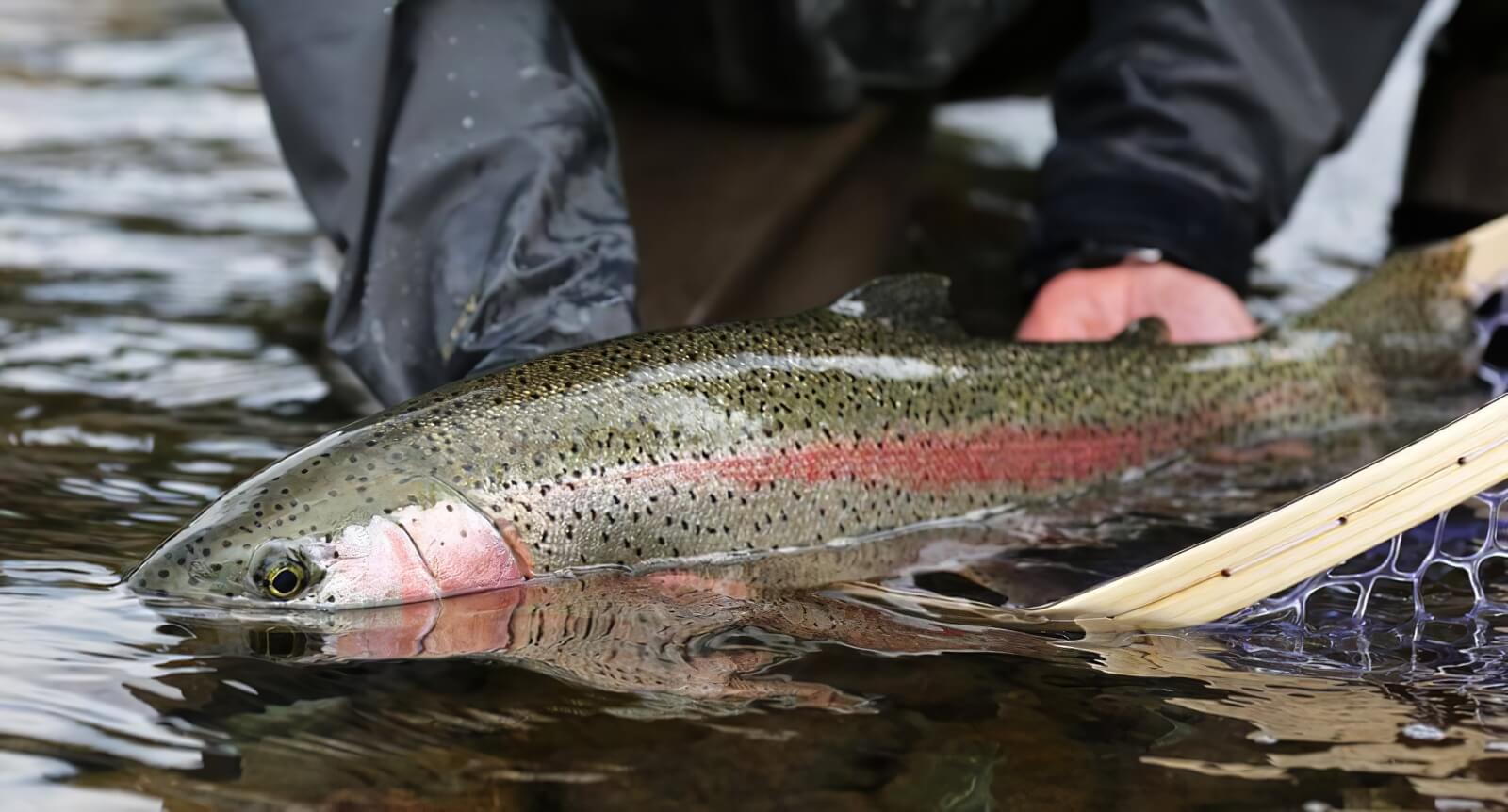 Alaska’s Gold Creek Lodge photo 4