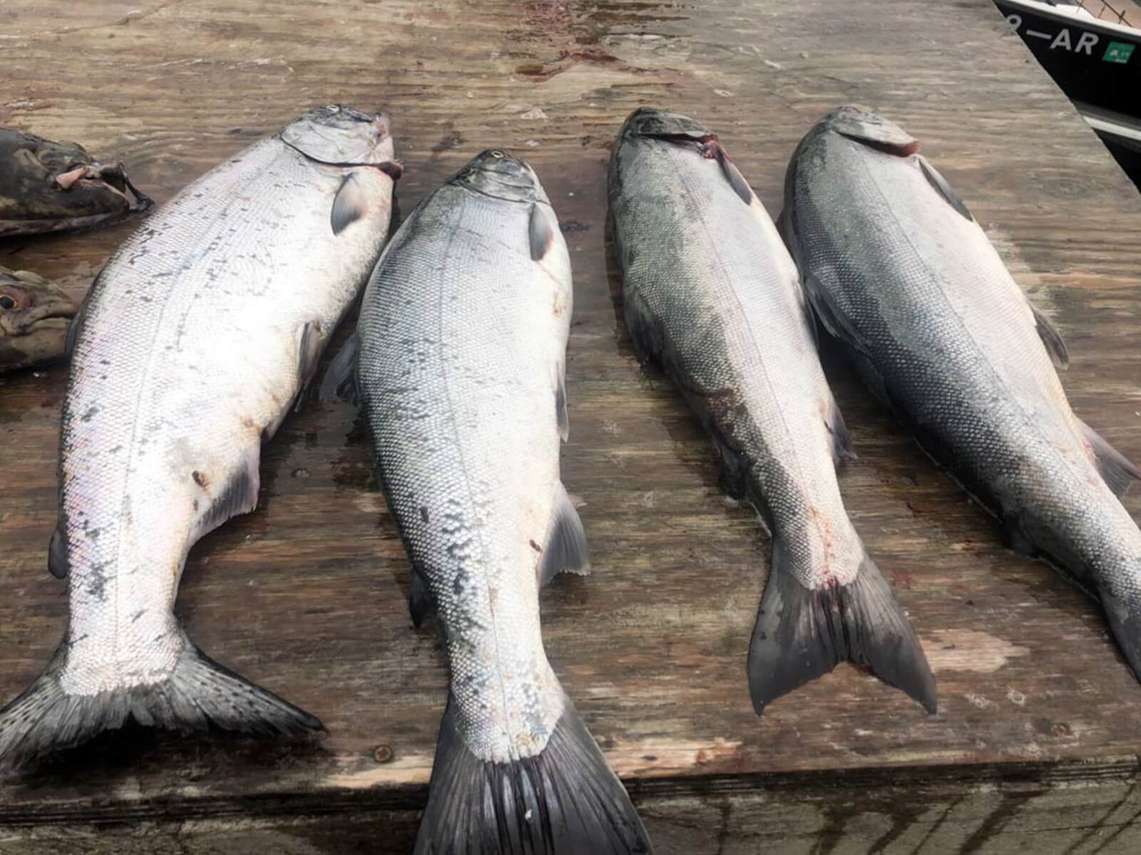 Anderson Lodge Alaska photo 13