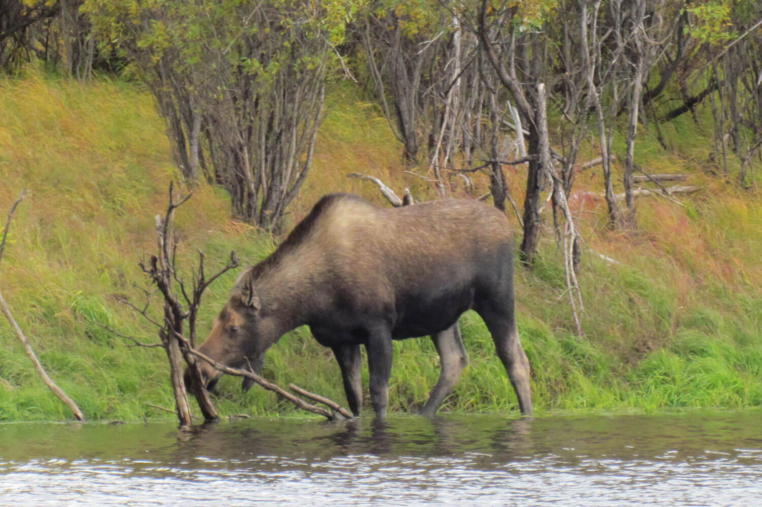 Aniak Three Rivers Lodge photo 6