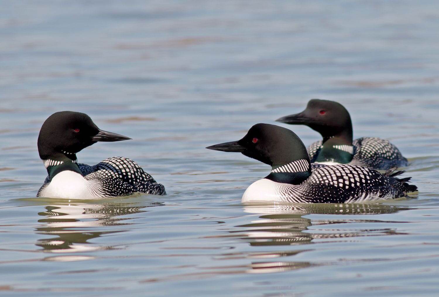 Arctic Lodges photo 12