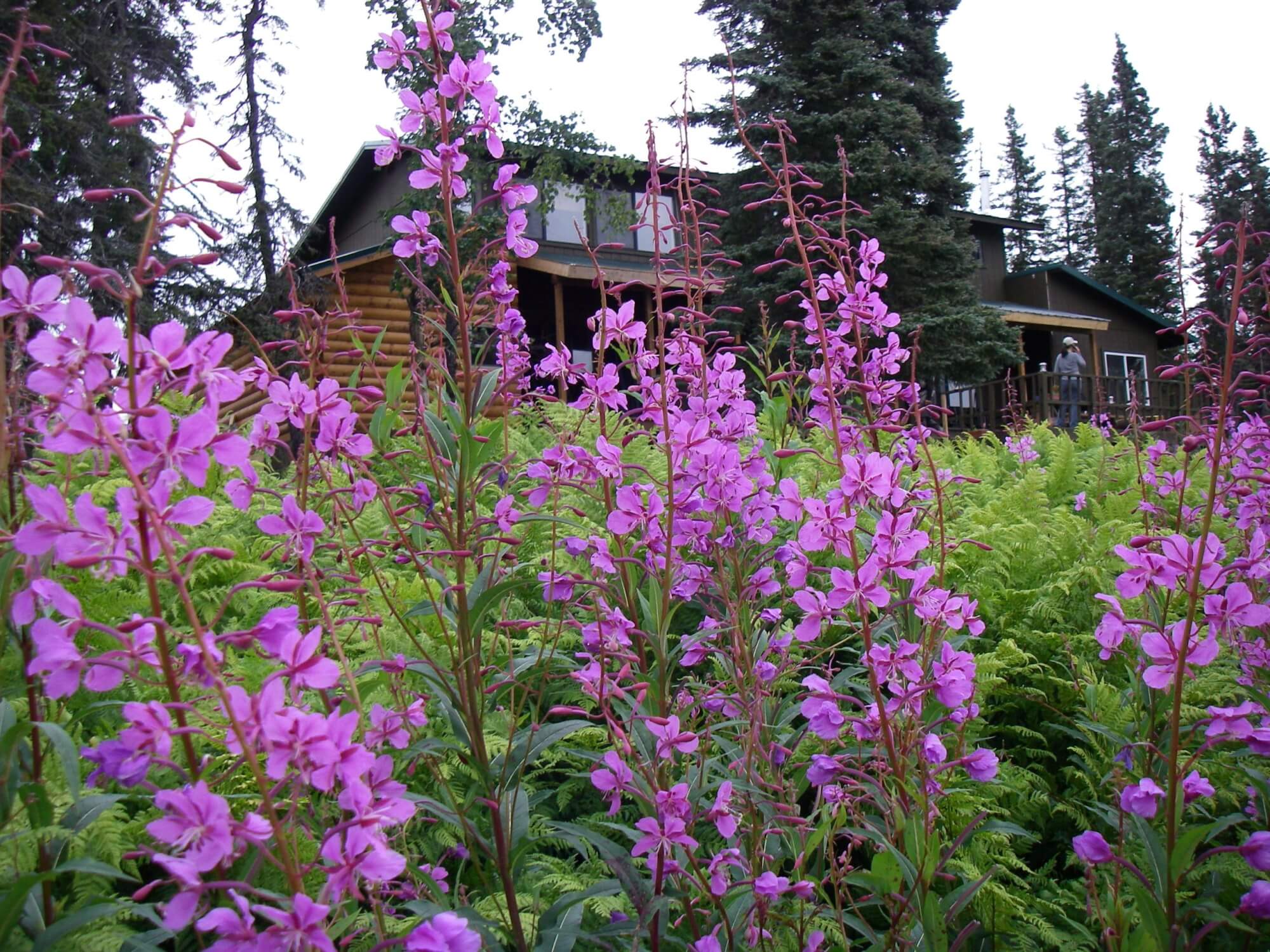 Alaska’s Bearclaw Lodge photo 13