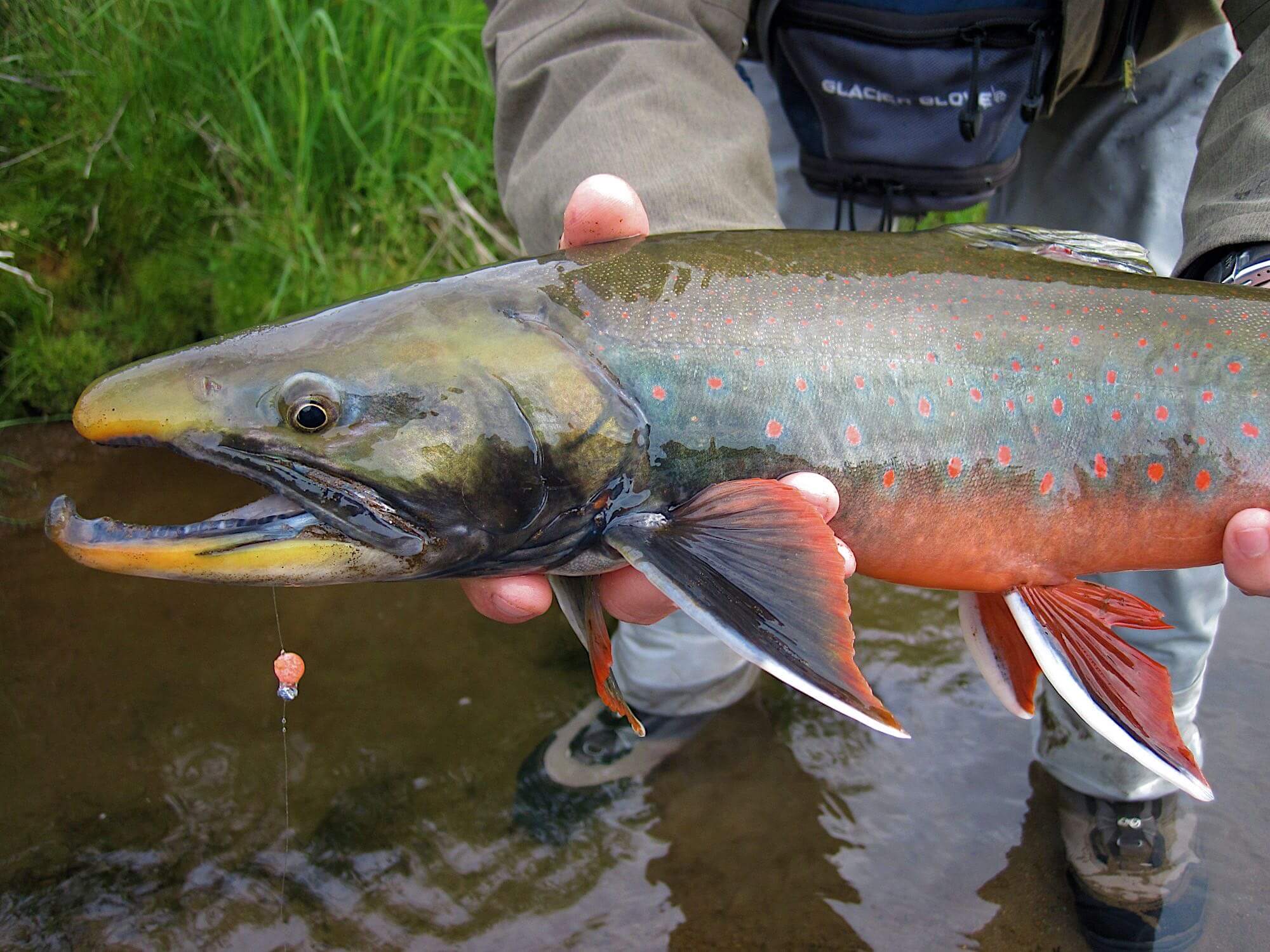 Becharof Rapids Camp photo 4