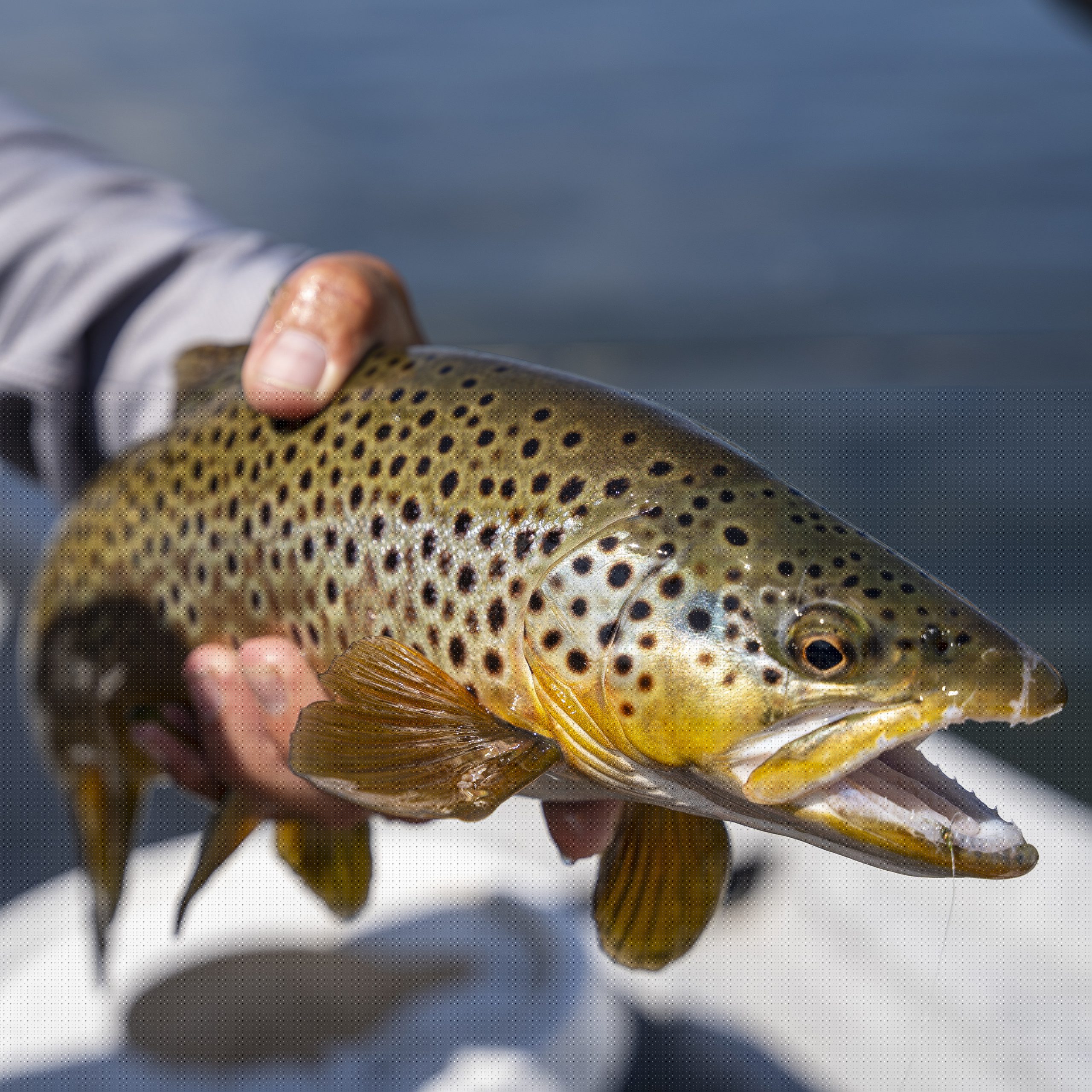 Bighorn River Lodge photo 10