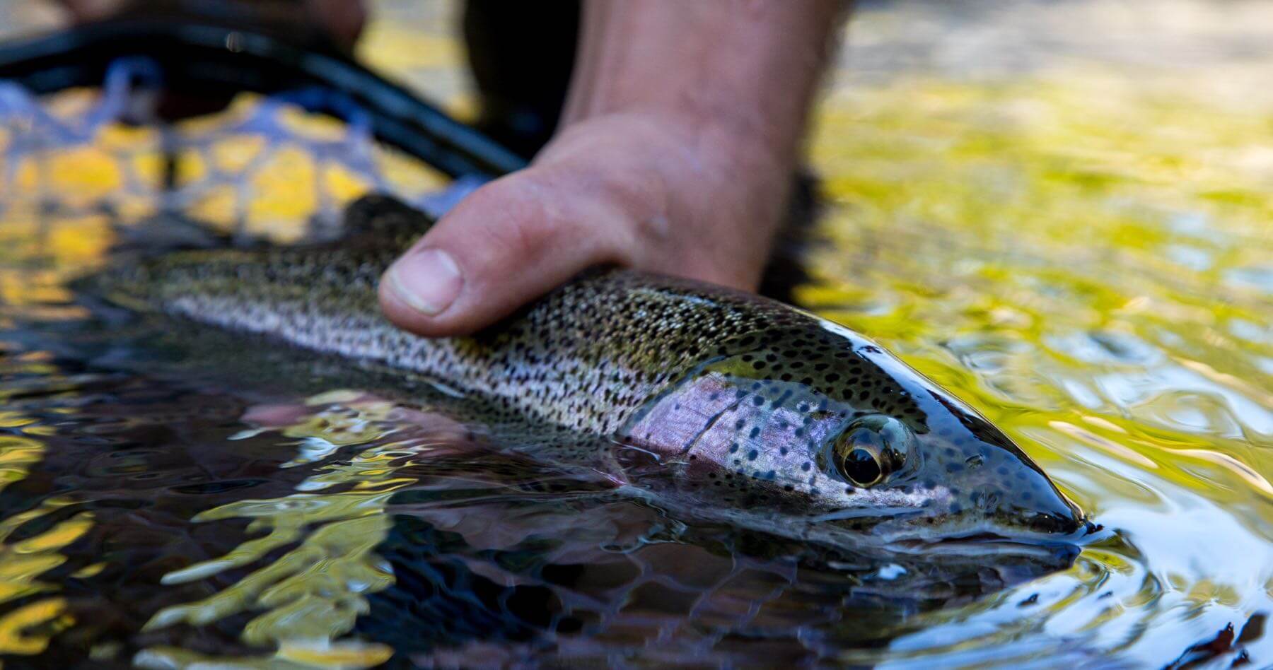 Blackfish Lodge photo 12
