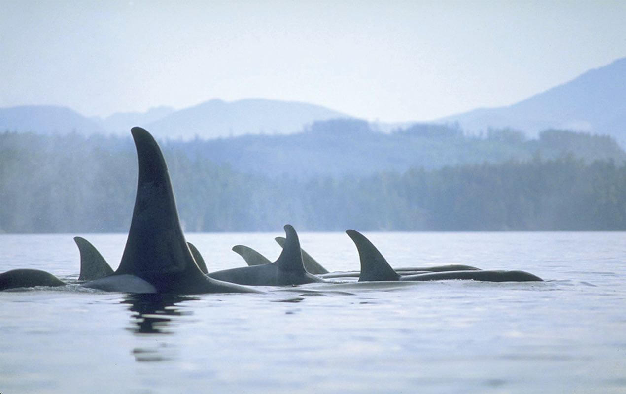 Blackfish Lodge photo 11