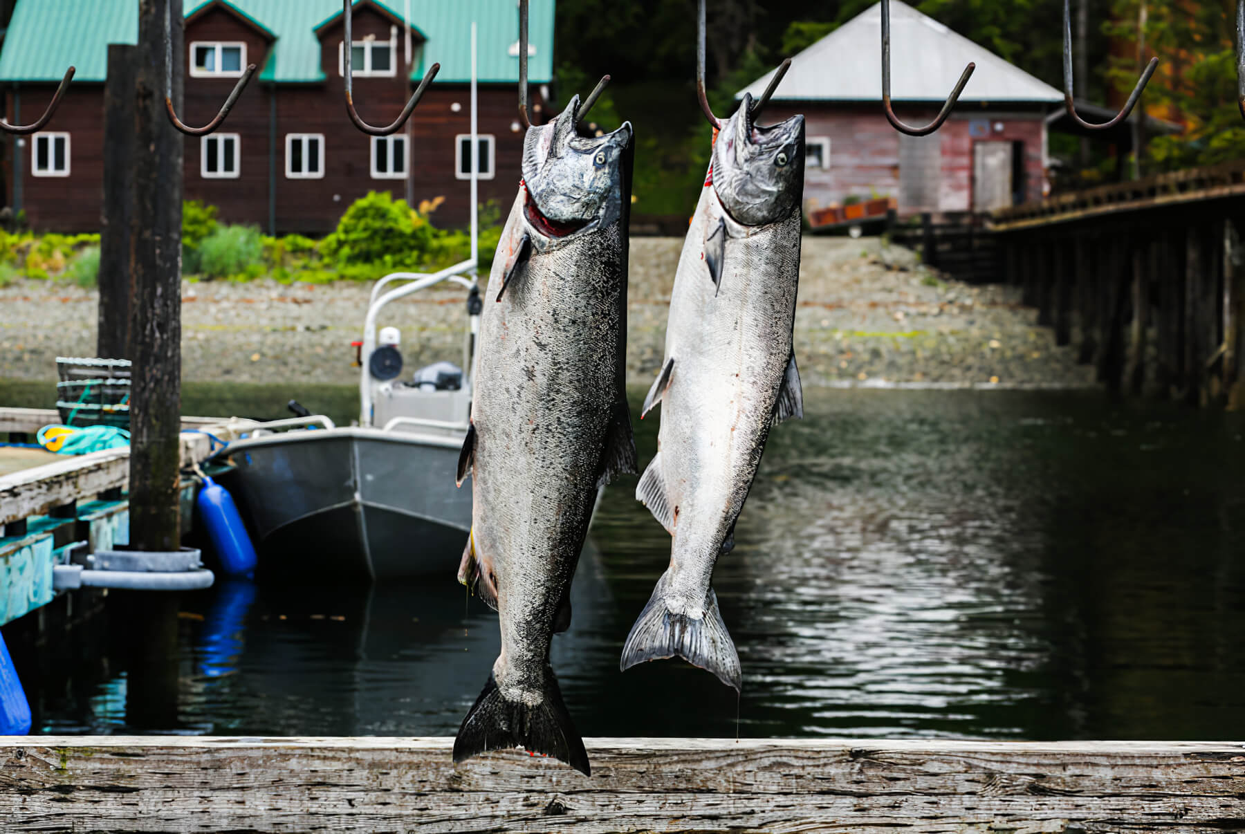 Sportfishing in Alaska, USA