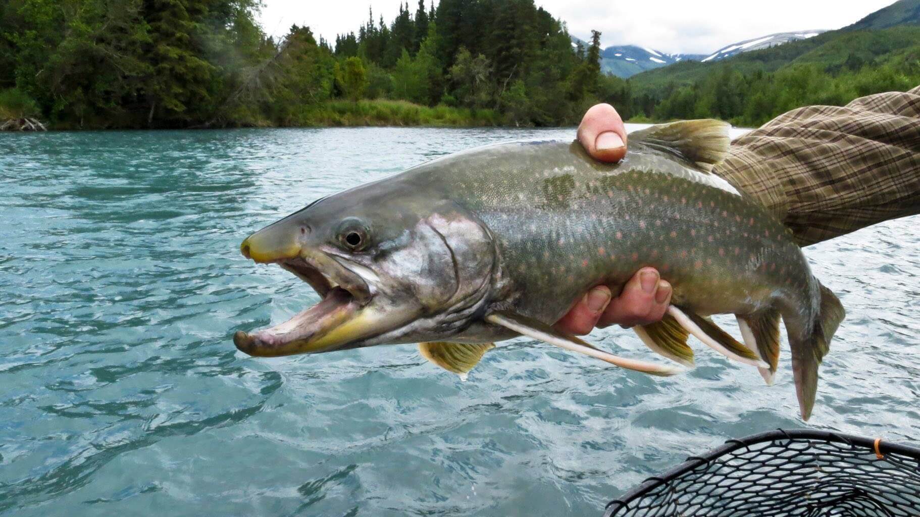 Kenai Peninsula Alaska Fishing Lodges