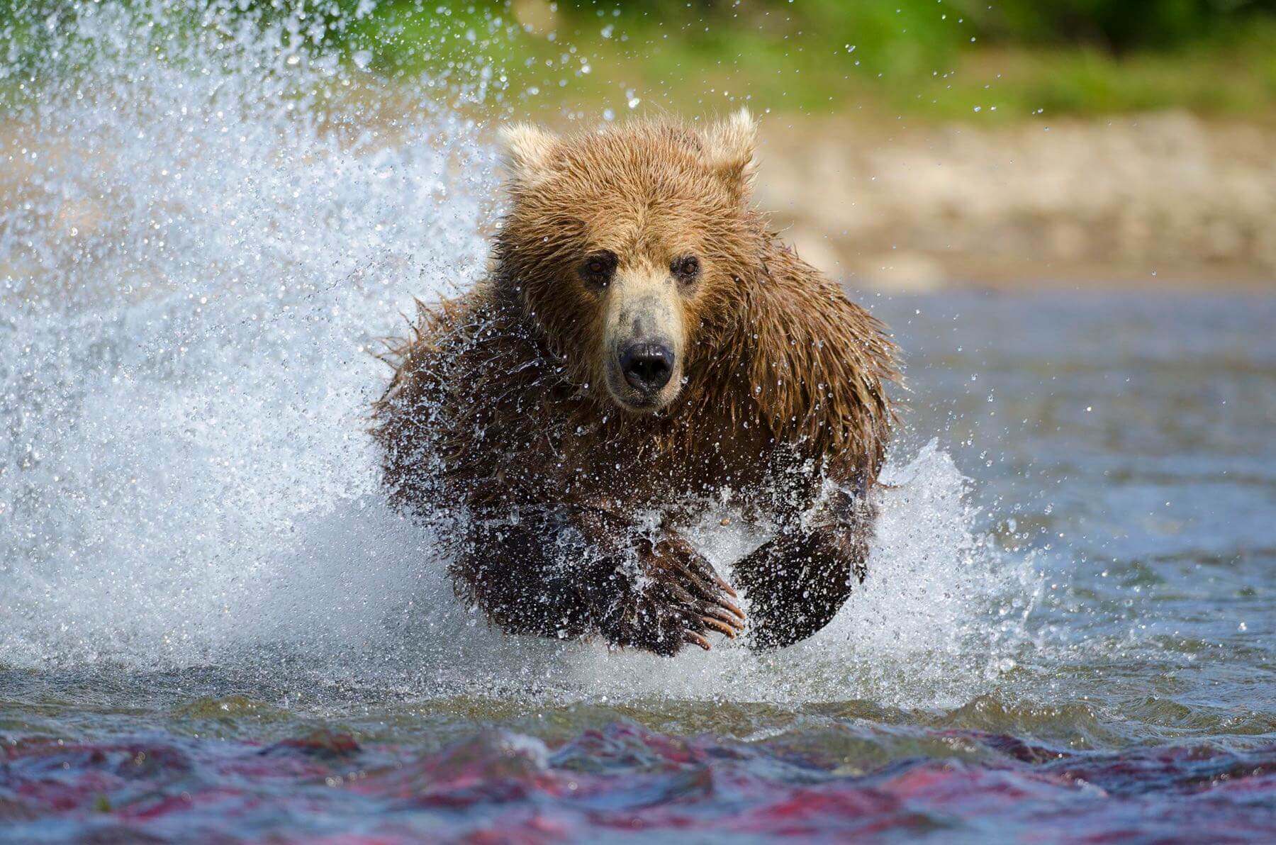 Kodiak Island Alaska Fishing Lodges