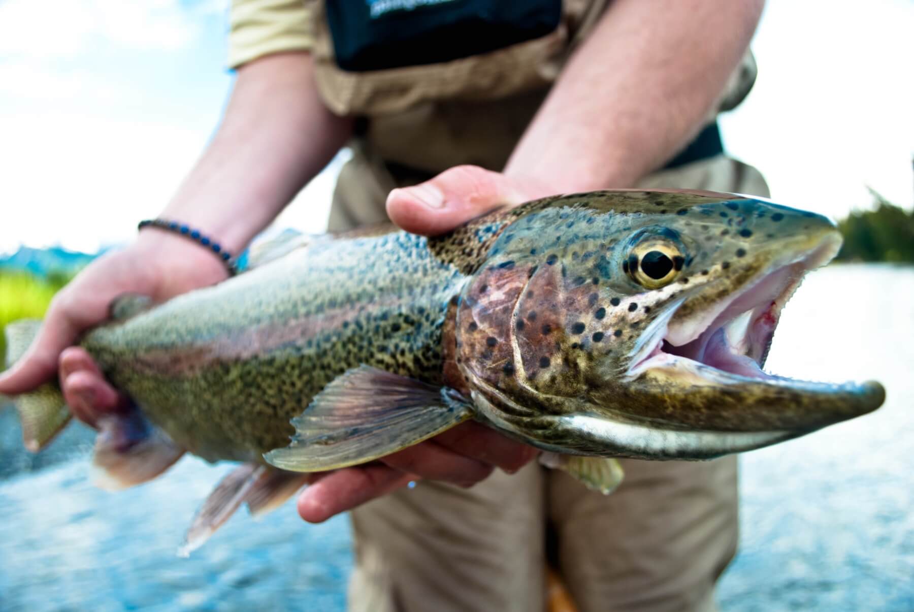 Fly Selection for Alaska Rainbow Trout