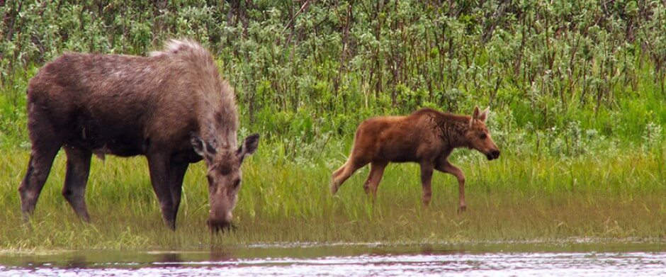 Bristol Bay Adventures photo 7
