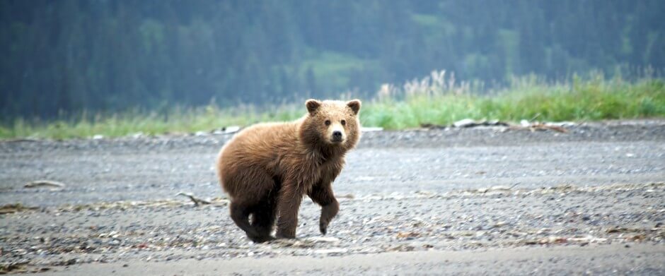 Bristol Bay Adventures photo 6