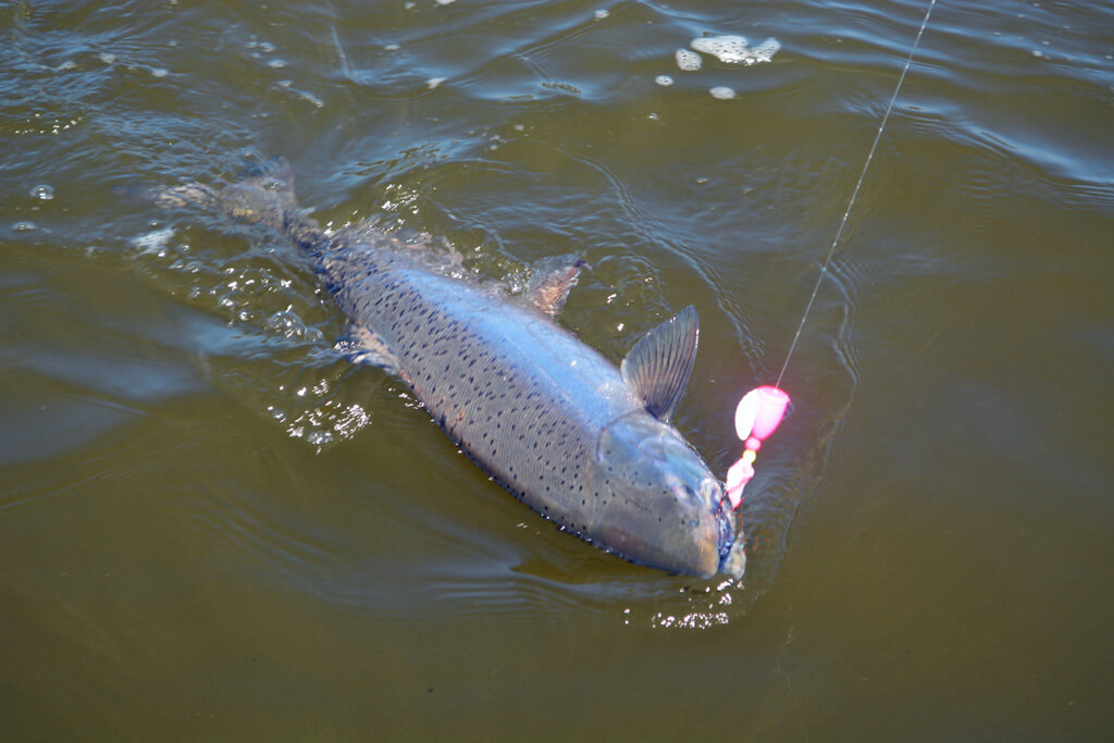 Bristol Bay Adventures photo 4