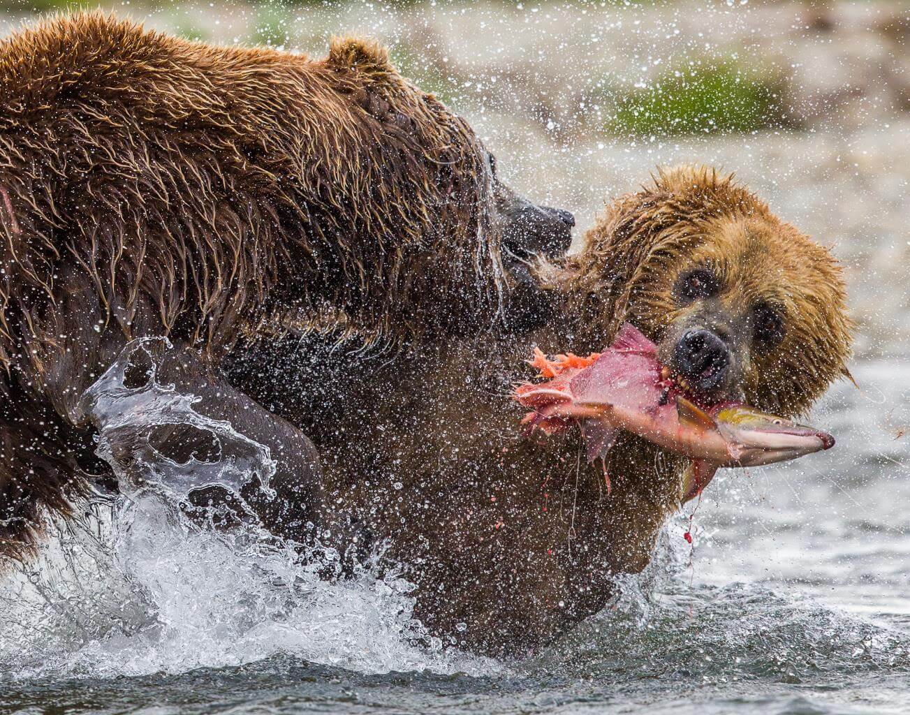 Bristol Bay Sportfishing photo 13