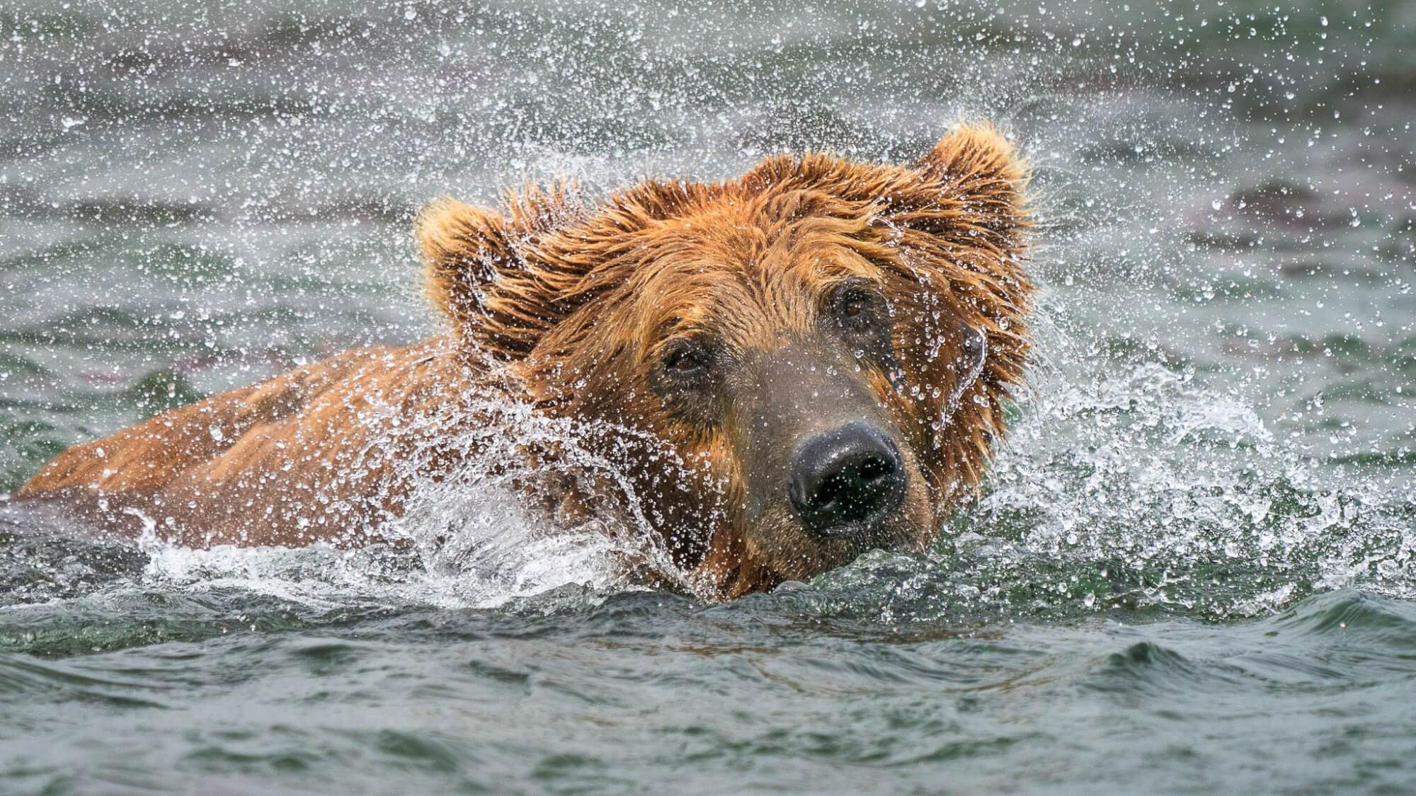 Bristol Bay Sportfishing photo 6