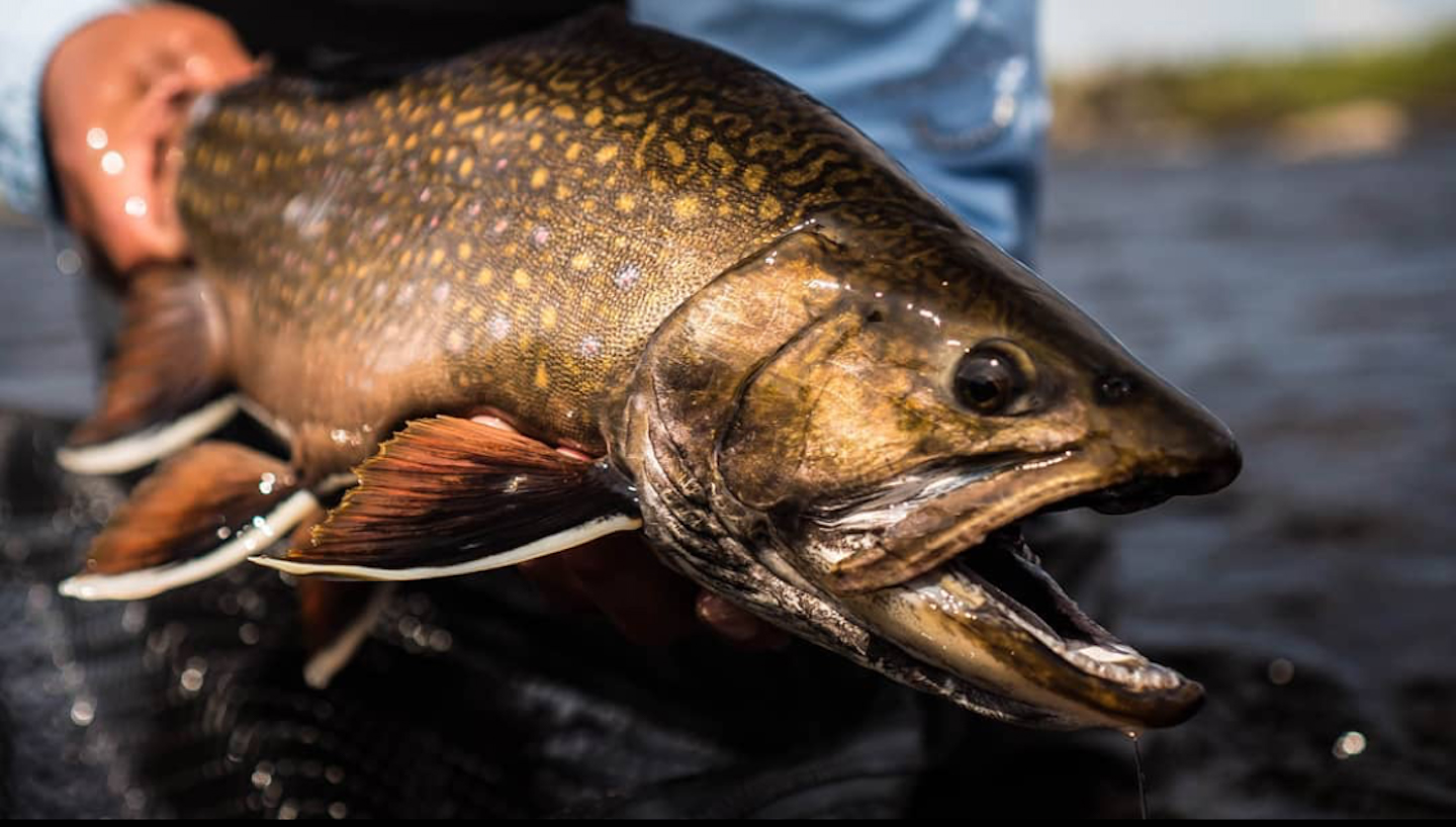 Eagle River Trout Lodge photo 2