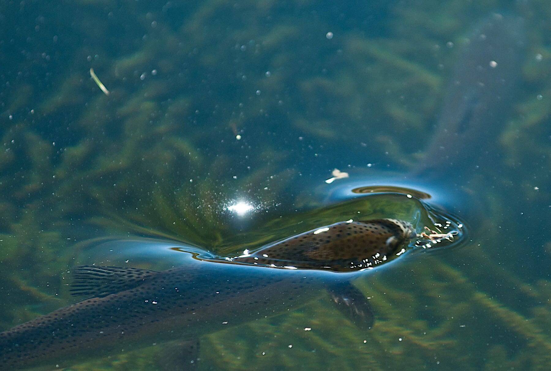Grindstone Lakes photo 3