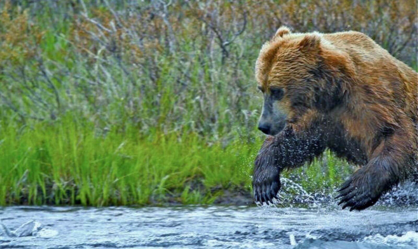 Alaska Trophy Adventures Lodge photo 6