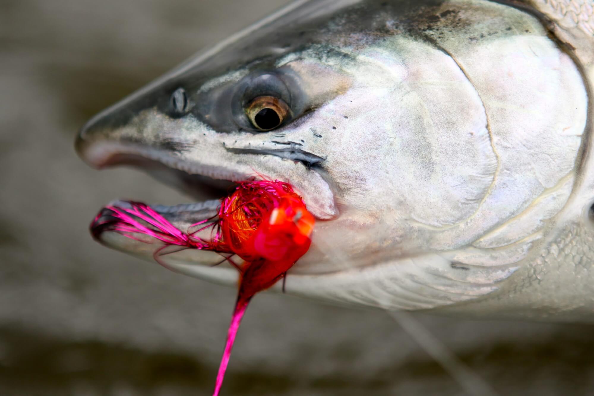 World Class King Salmon Fishing on the Nushagak River 3