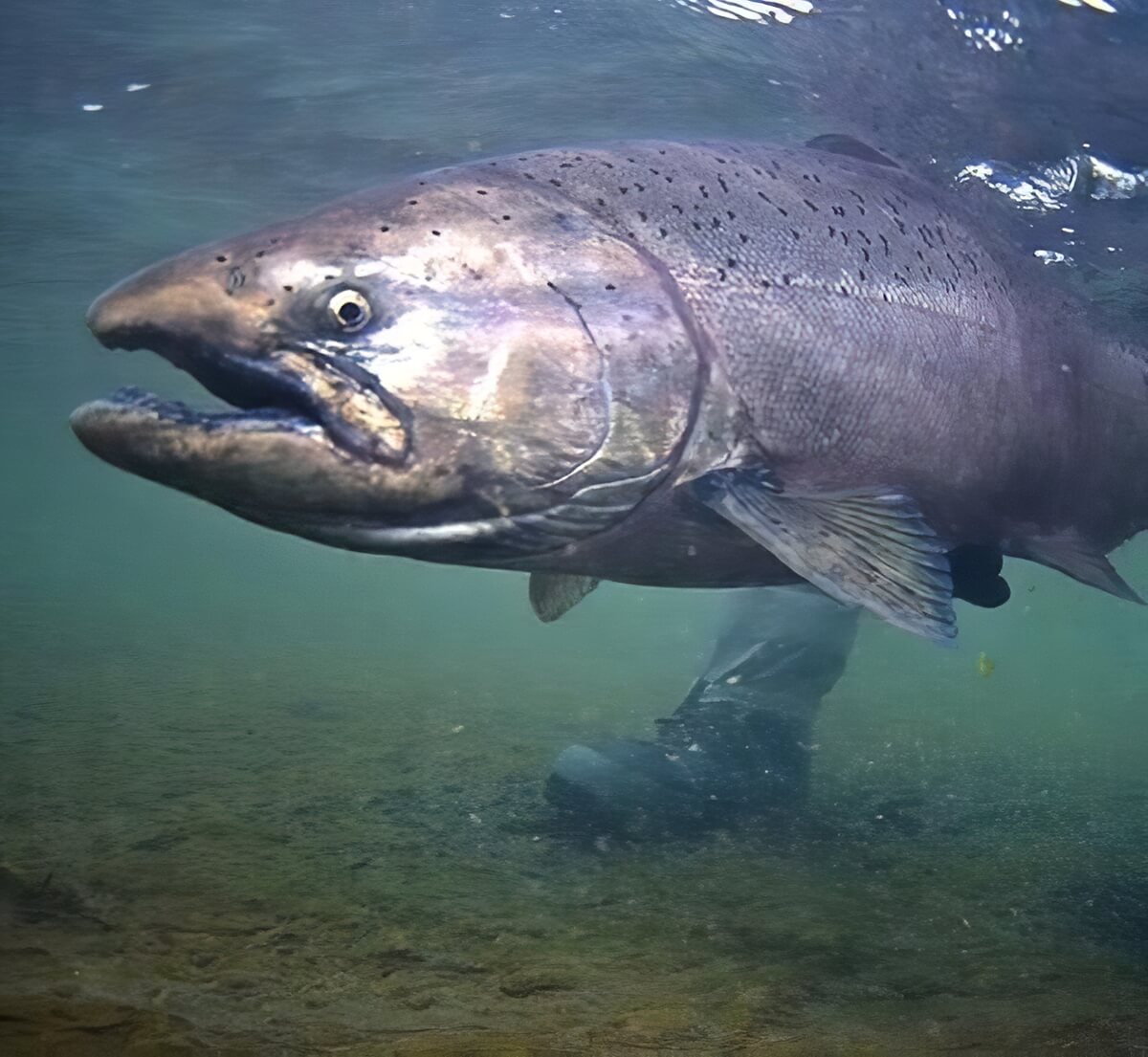 Salmon fishing trips Alaska