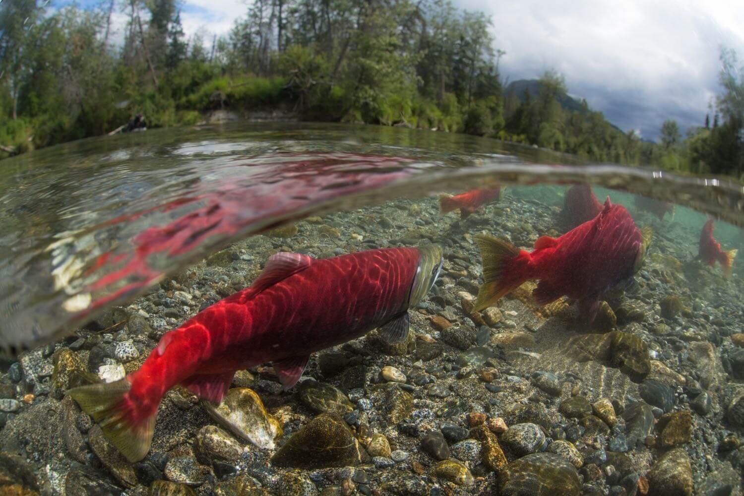 Bristol Bay Alaska salmon fishing trips
