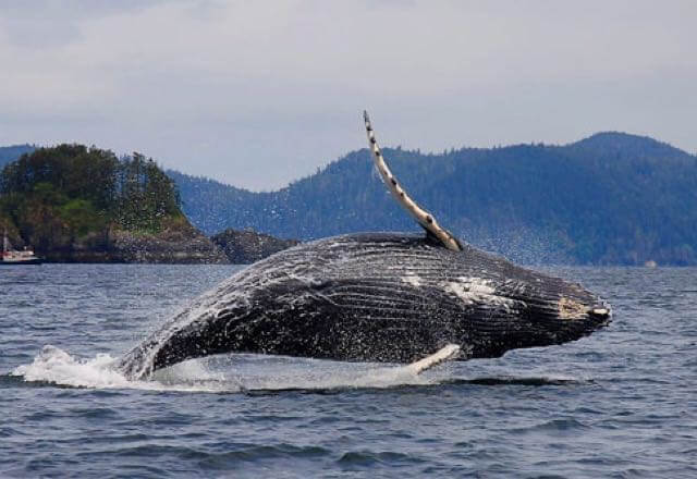 Haida Gwaii and the BC North Coast 4
