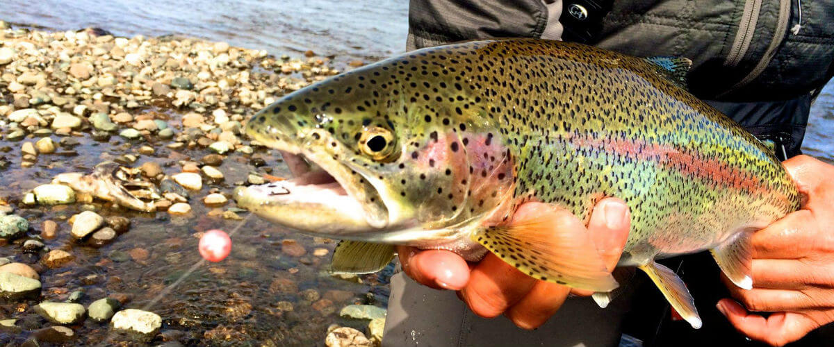 Leopard rainbow trout fishing