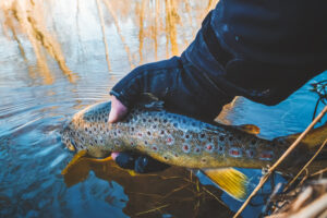 Man holding rainbow trout, Wyoming