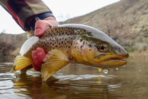 Wild Brown Trout Caught in man's hand, Oregon