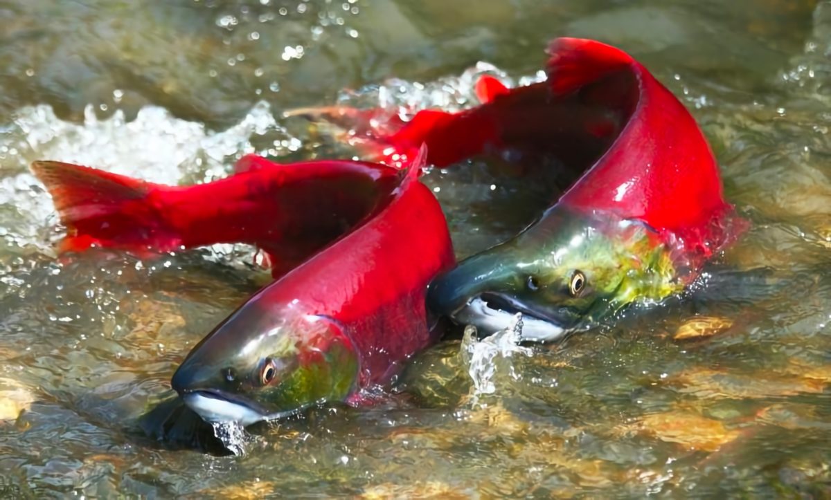 15 Reasons Why the Northwest Offers the Best Sportfishing in the World 6
