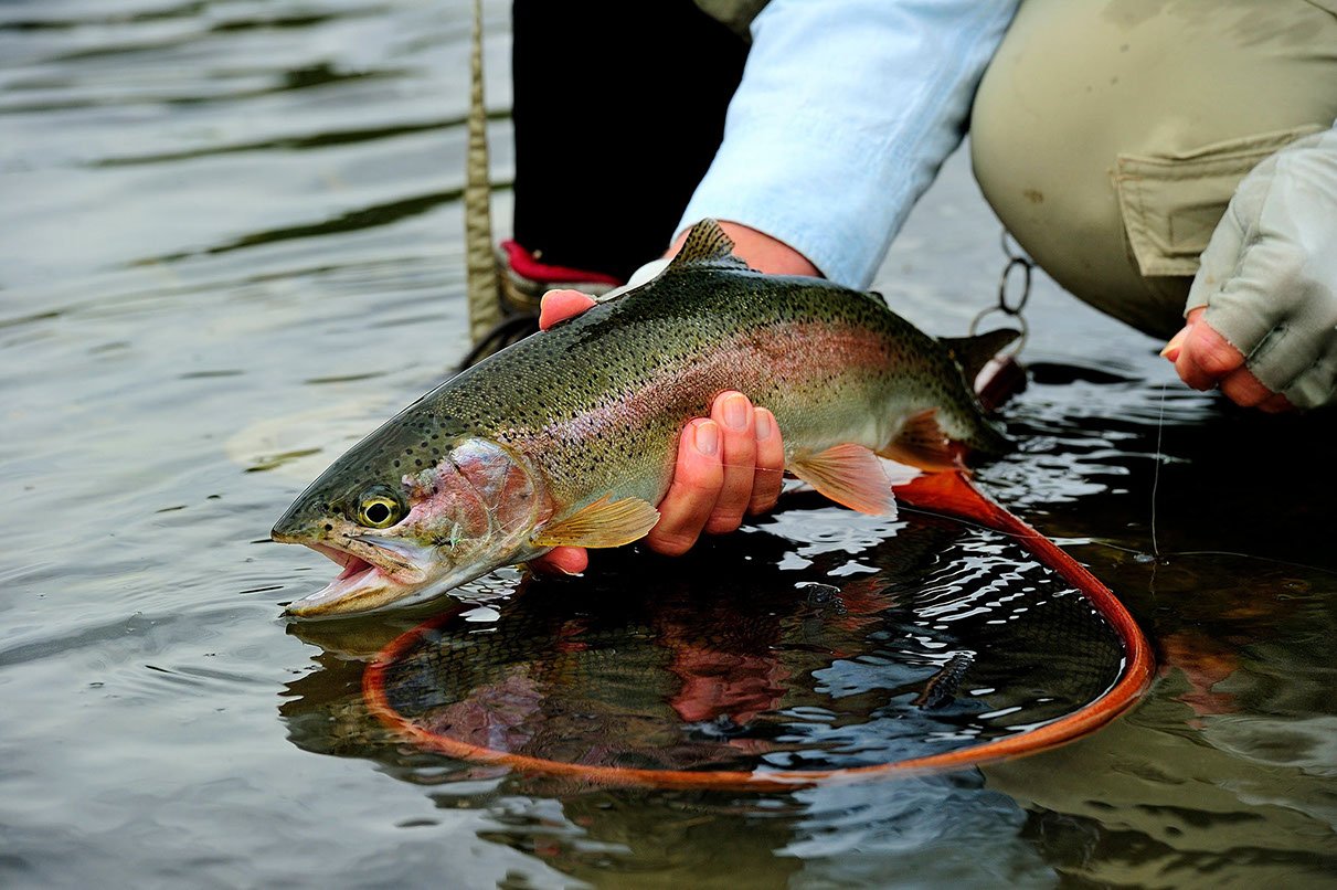 Kingfisher Lodge photo 9