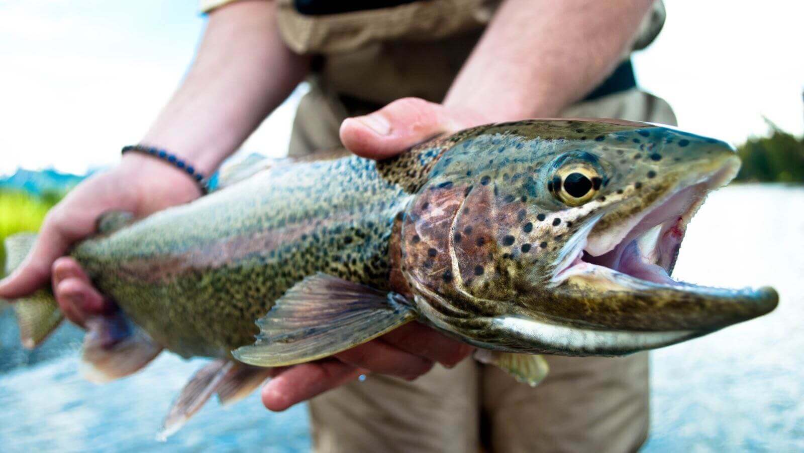 Kenai Riverside Fishing photo 2