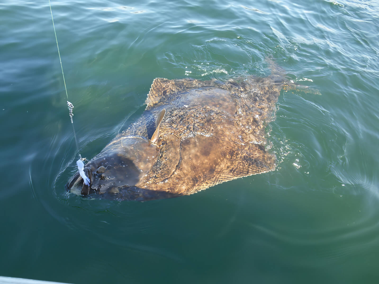 L & W Fishing Adventures photo 4