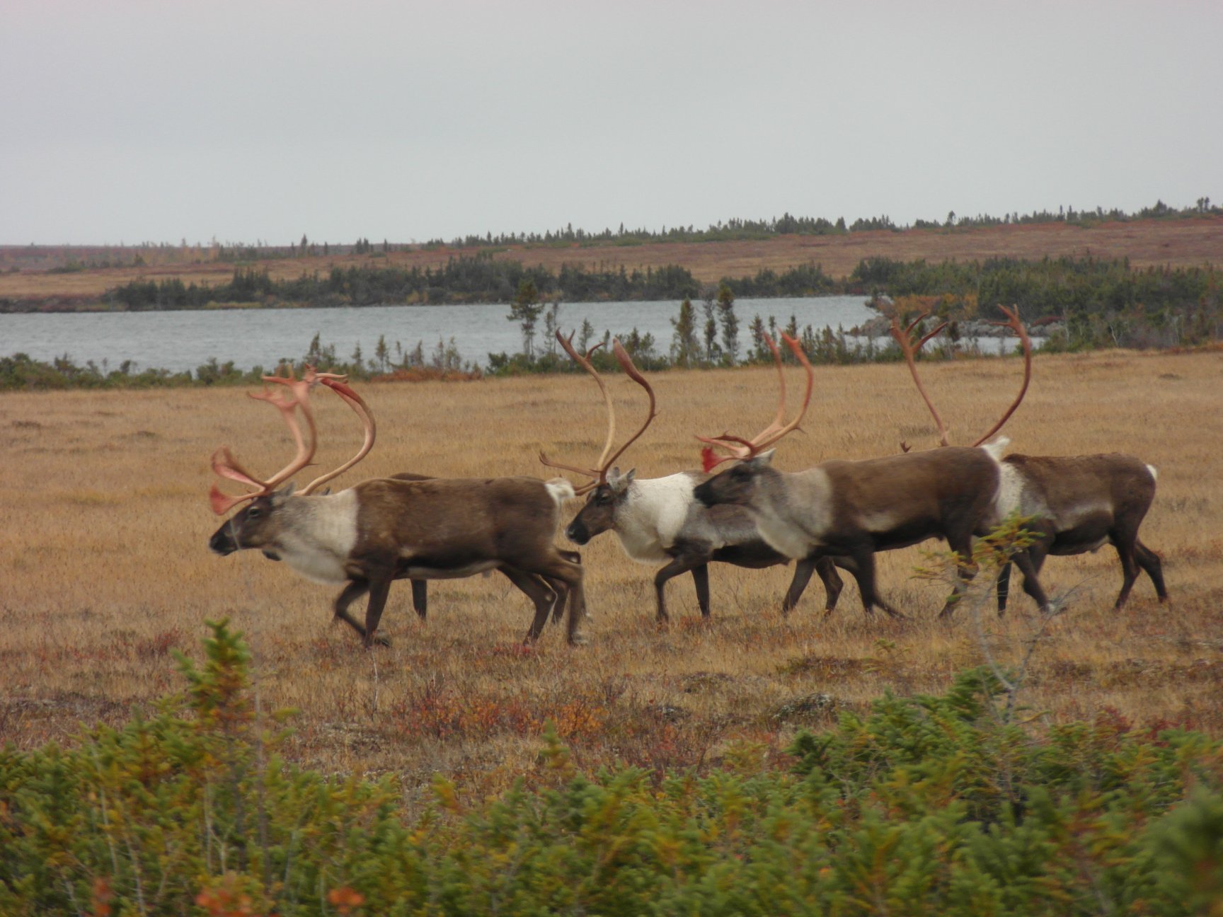 Munroe Lake Lodge photo 8