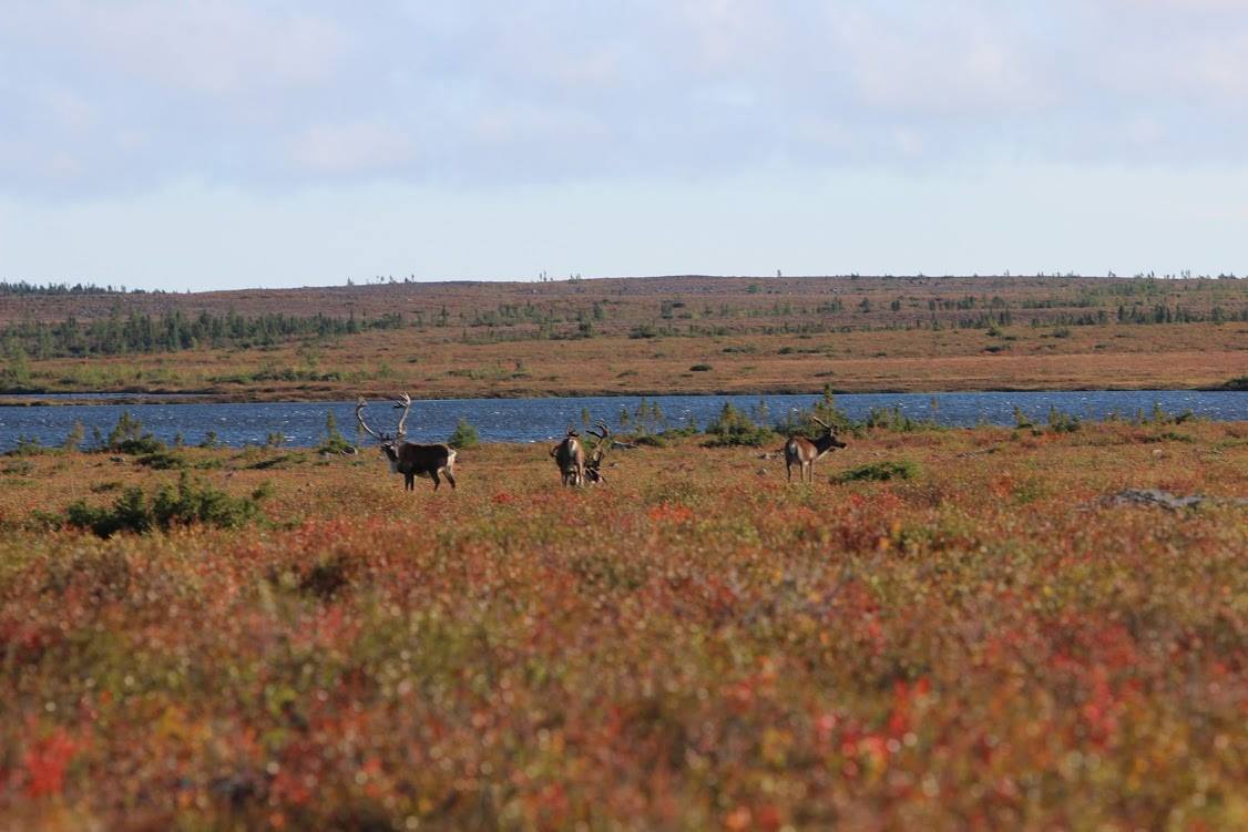 Munroe Lake Lodge photo 9