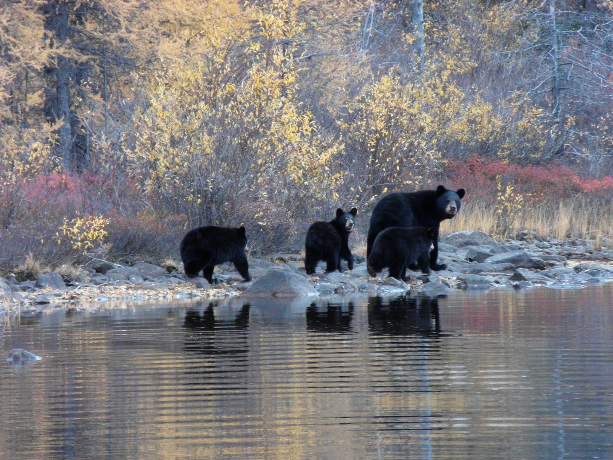 Munroe Lake Lodge photo 10