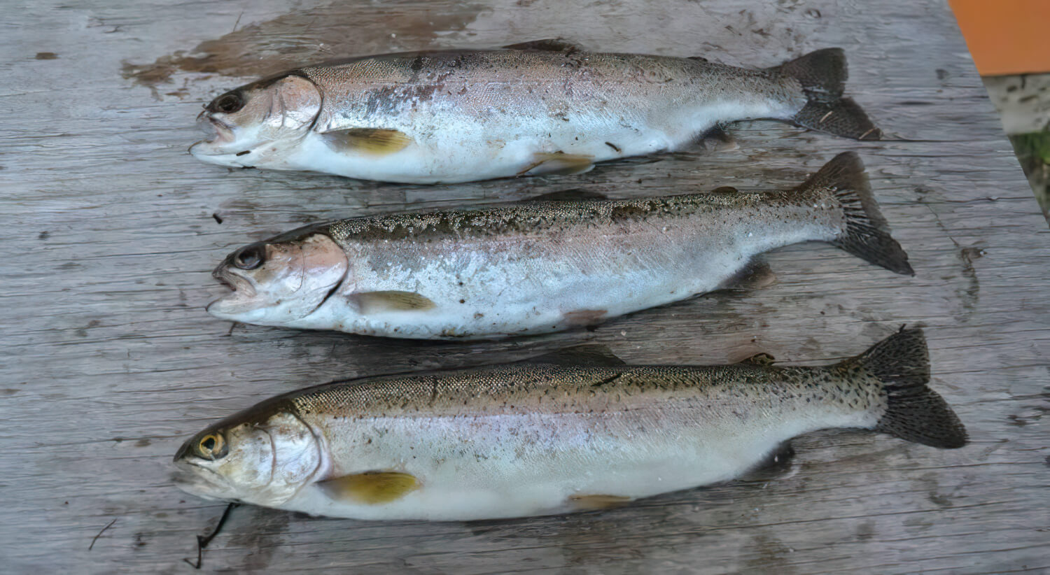 Meadow Lake Fishing Camp photo 7