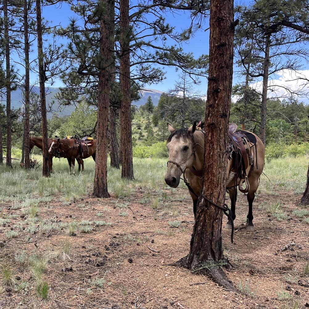 North Fork Ranch photo 6