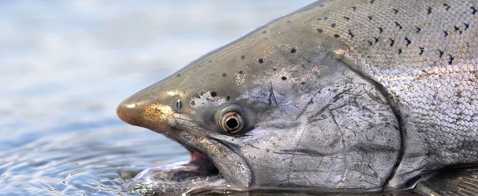 Nushagak King Salmon Safari photo 5