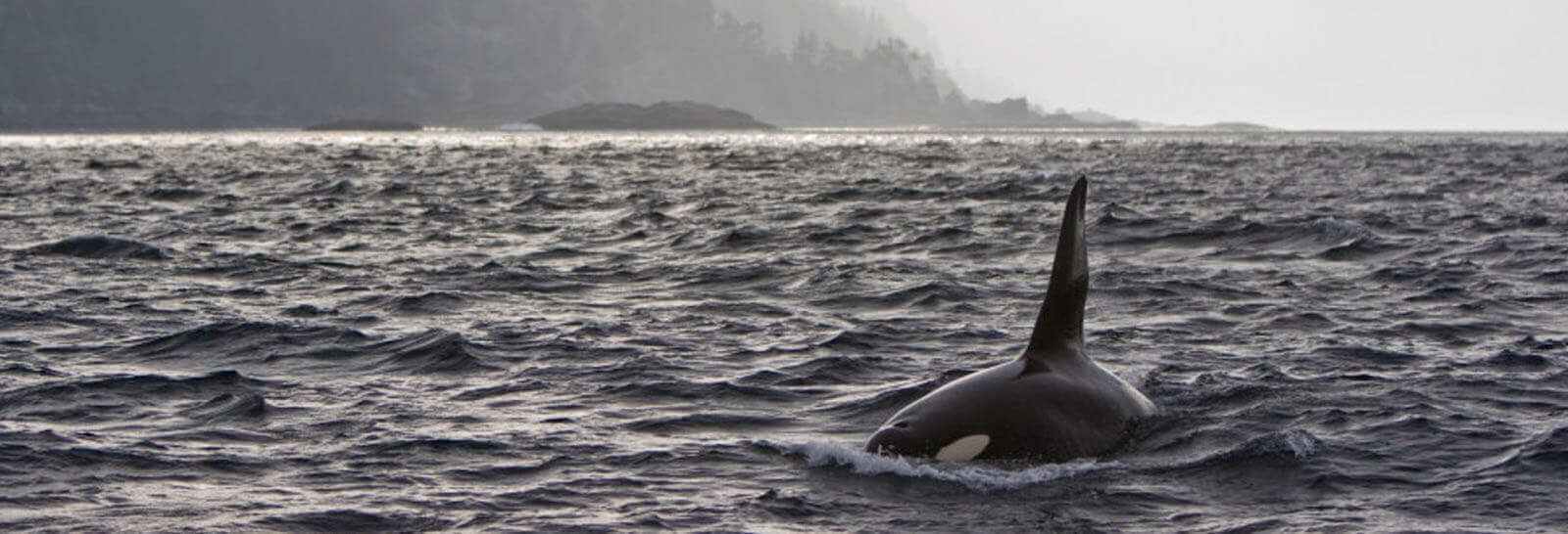 Haida Gwaii Safaris (formally Queen Charlotte Safaris) photo 11