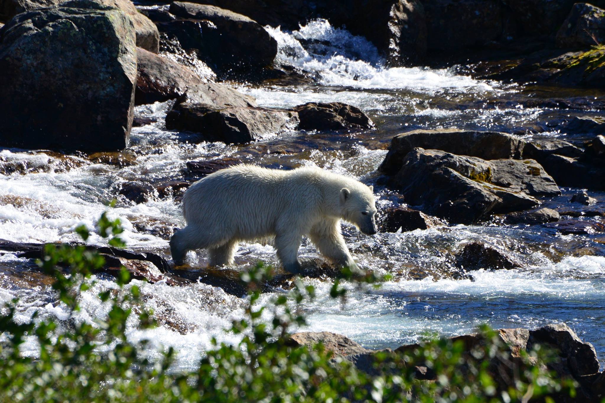 Rapid Lake Lodge photo 6