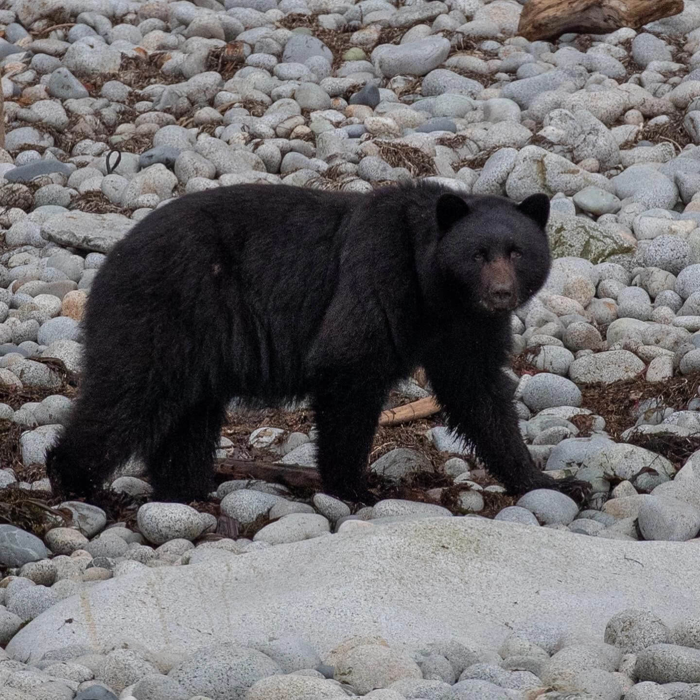 Reel Alaska Fishing Charters photo 11