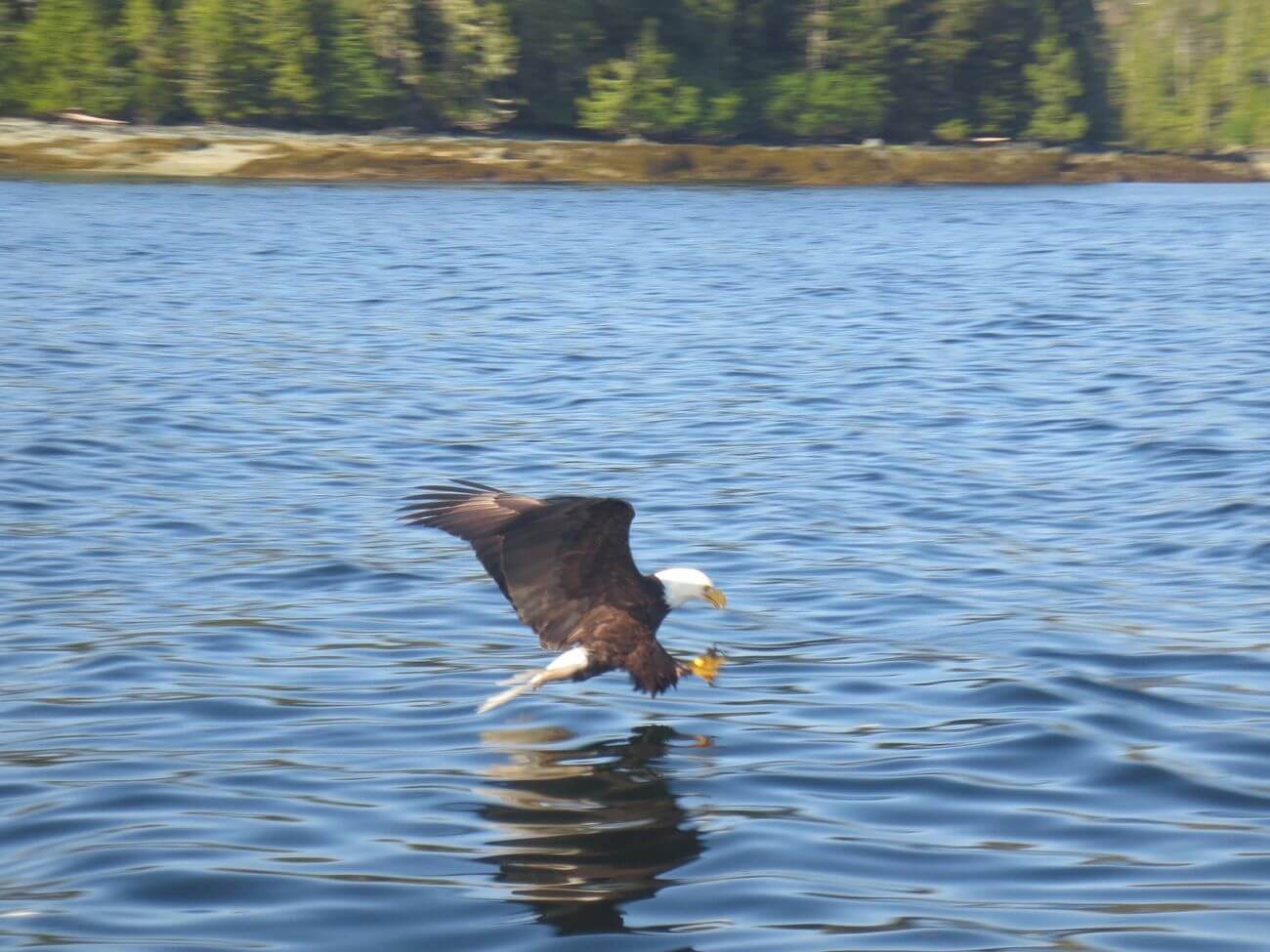 Reel Alaska Fishing Charters photo 8