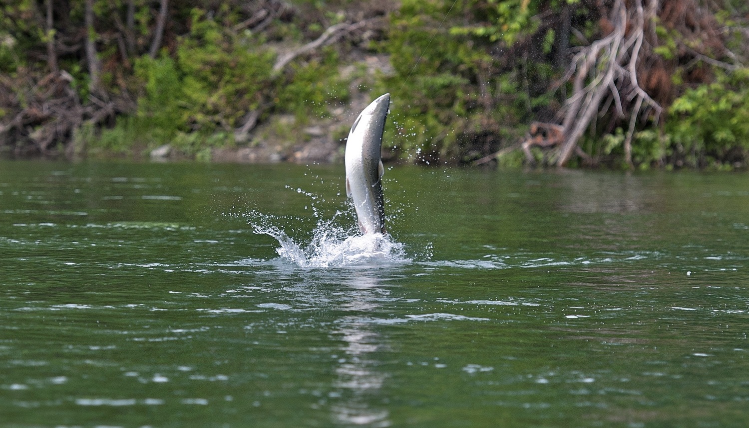 The Salmon Lodge photo 4
